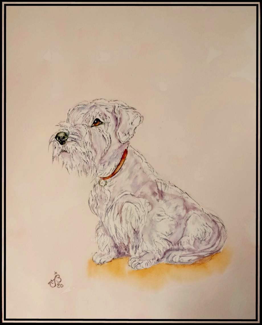 Bichon 2