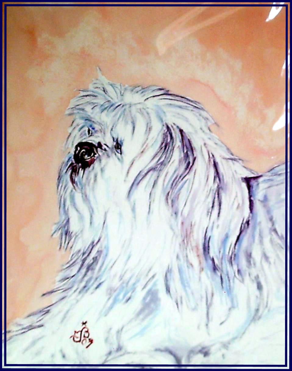 Bichon