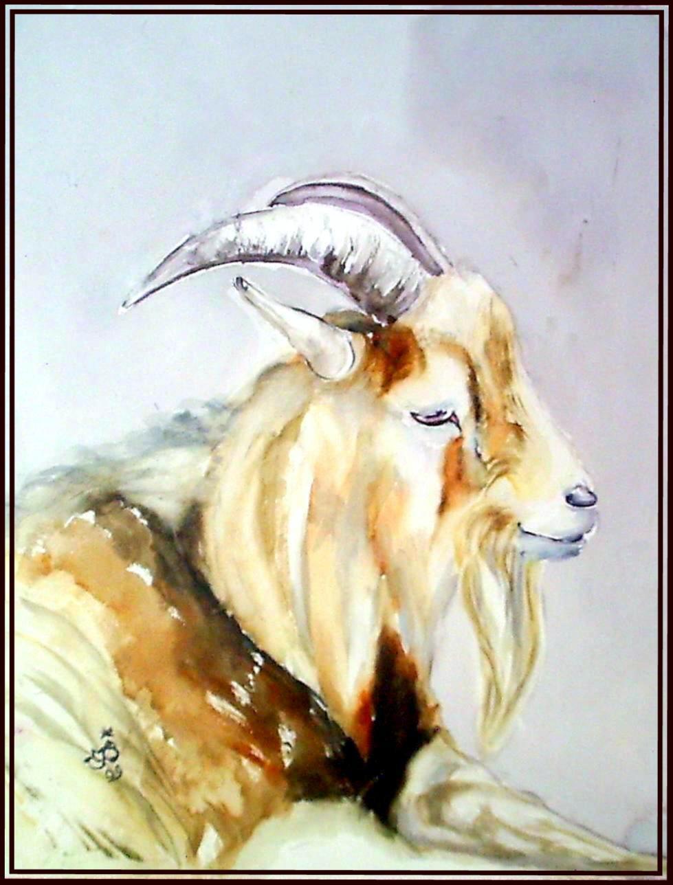 Bouc