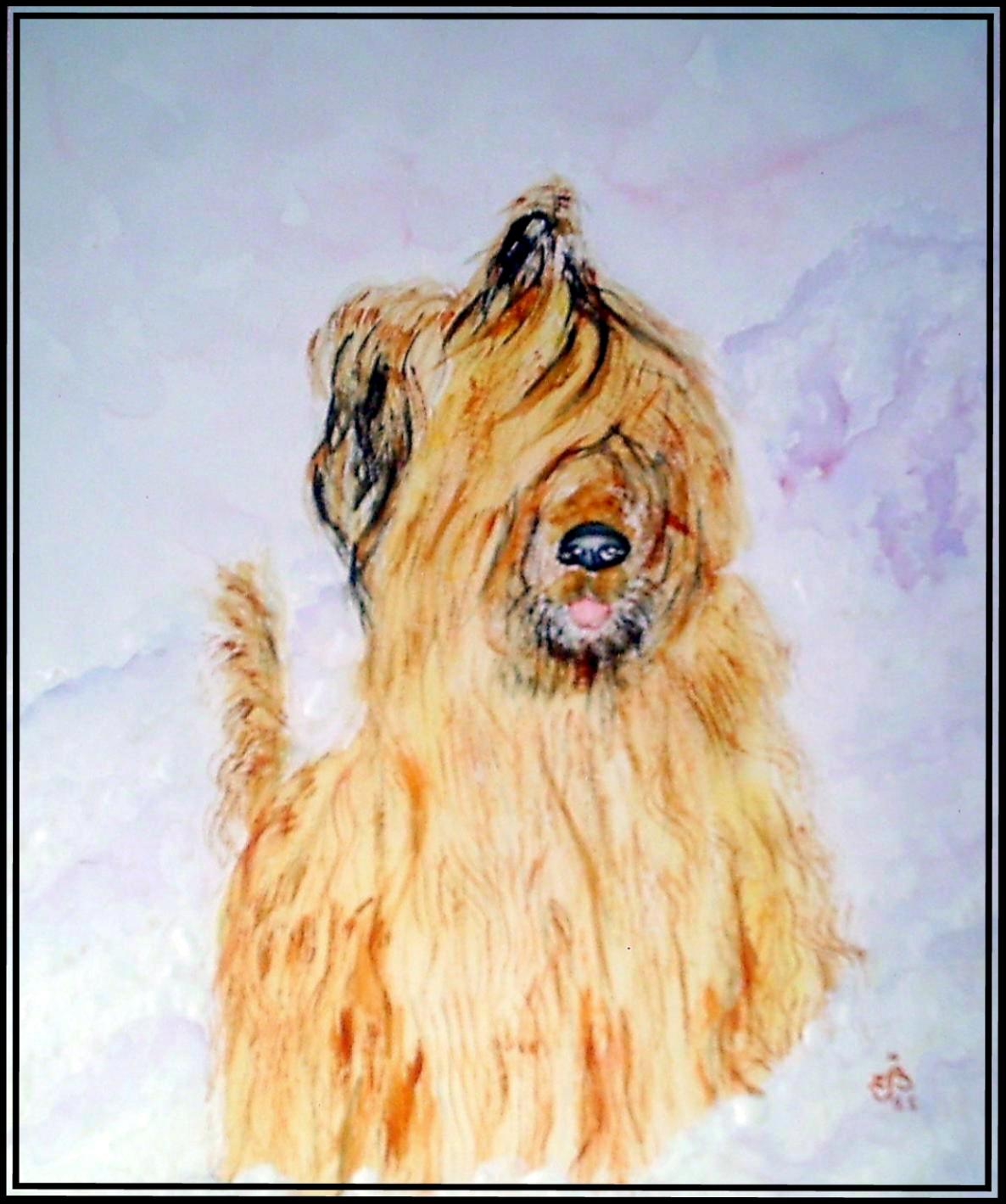 Briard