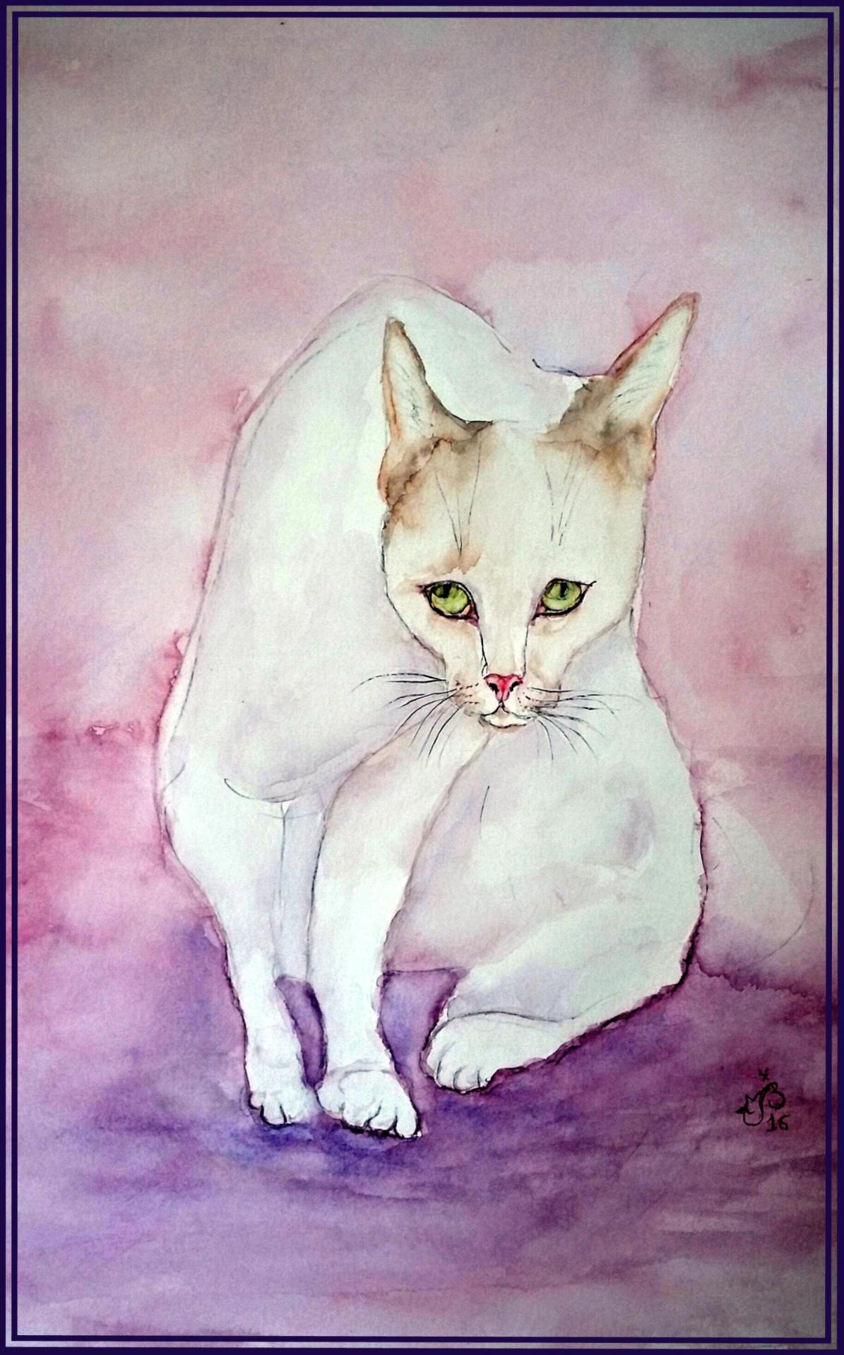 Chat blanc