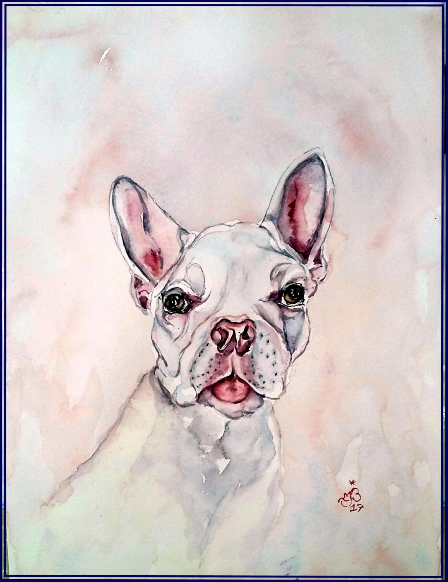 Terrier de Boston