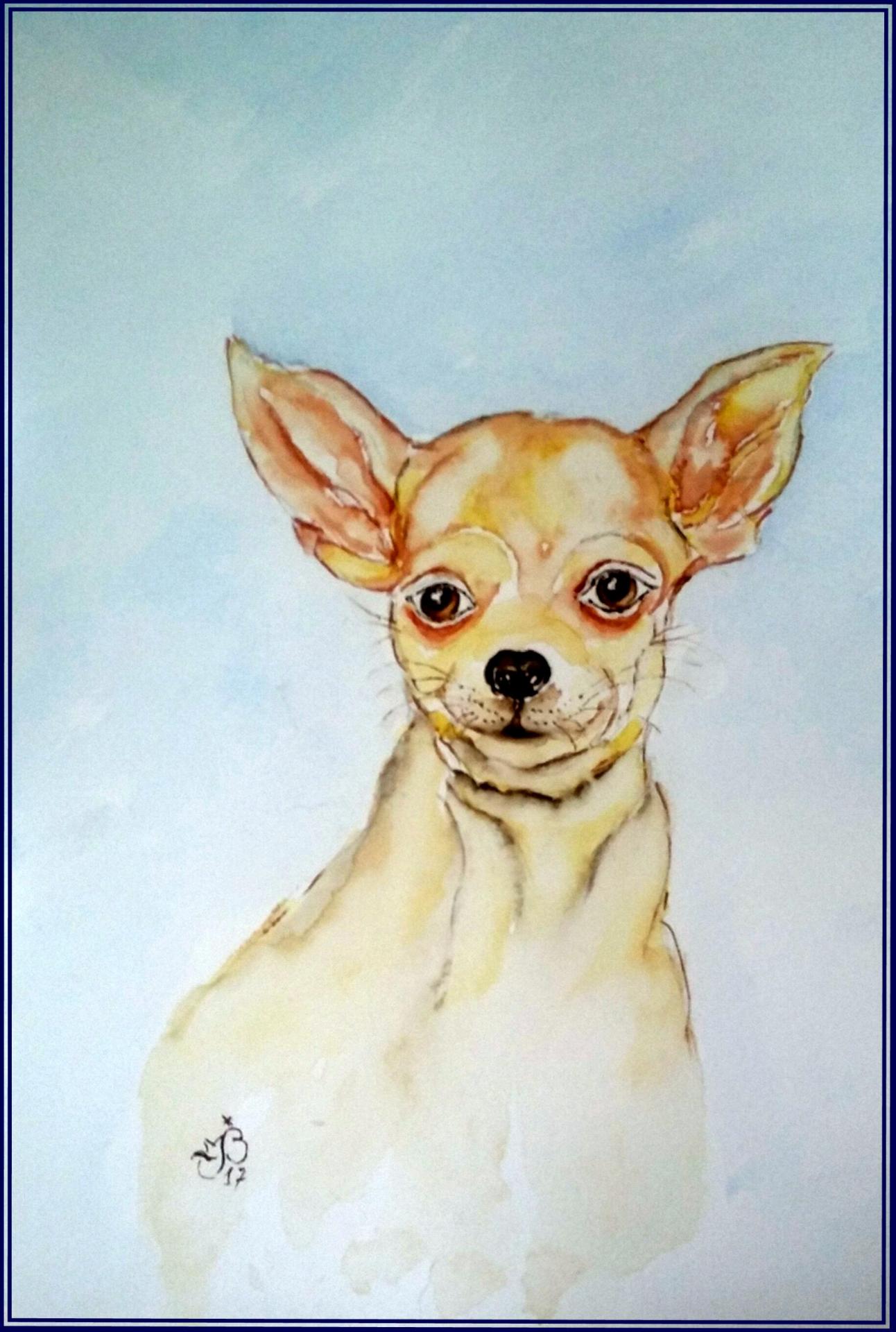 Chihuahua