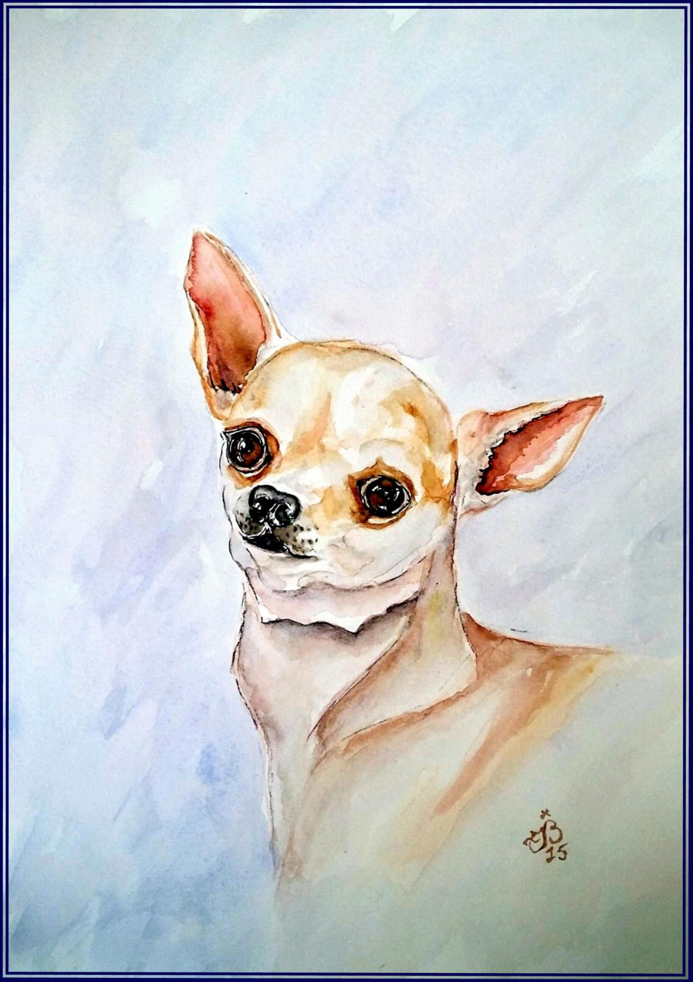 Chihuahua jmb 3