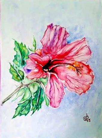 Hibiscus rose