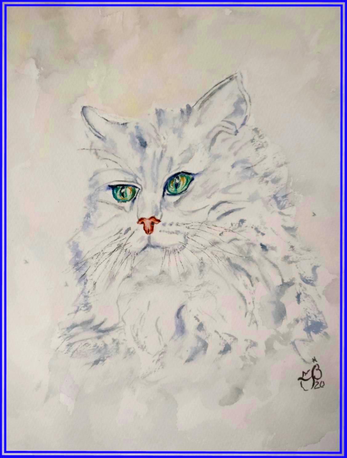 Chat angora