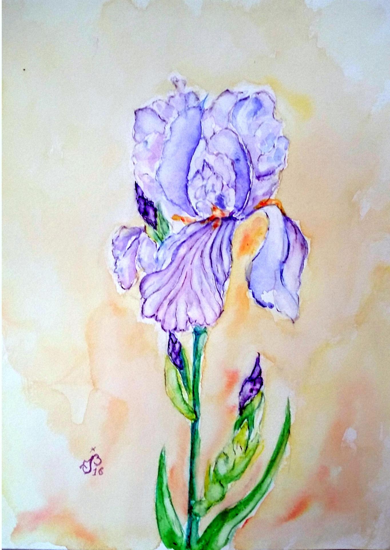 Iris bleu