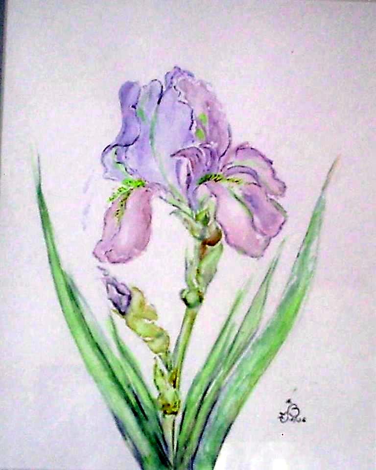 Iris étude