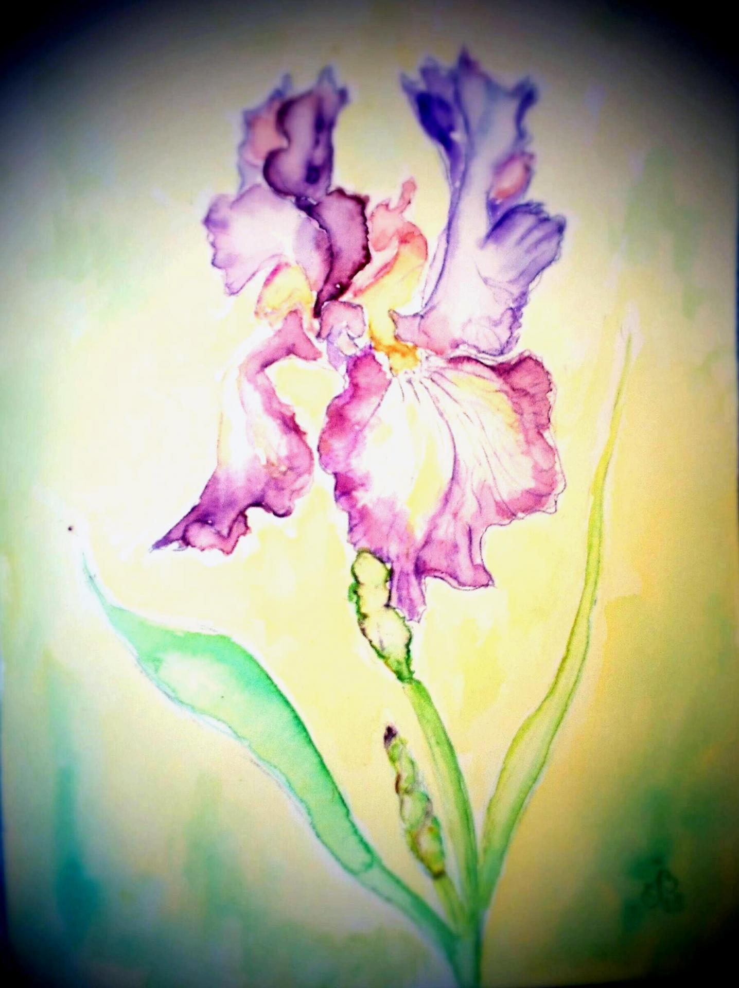 Iris