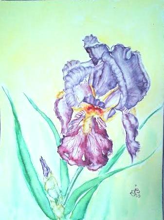 Iris pourpre