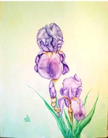 Iris violets