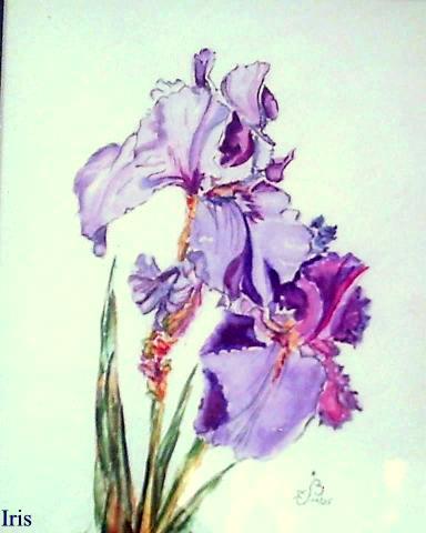 Iris violets