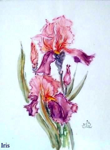 Iris