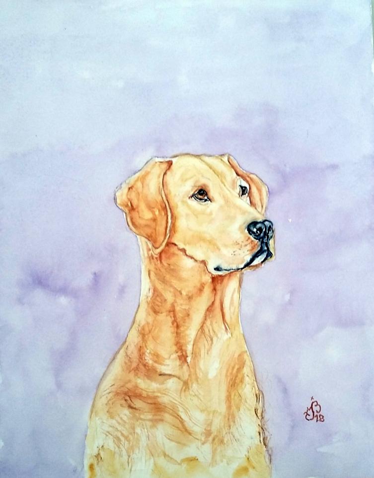 Labrador