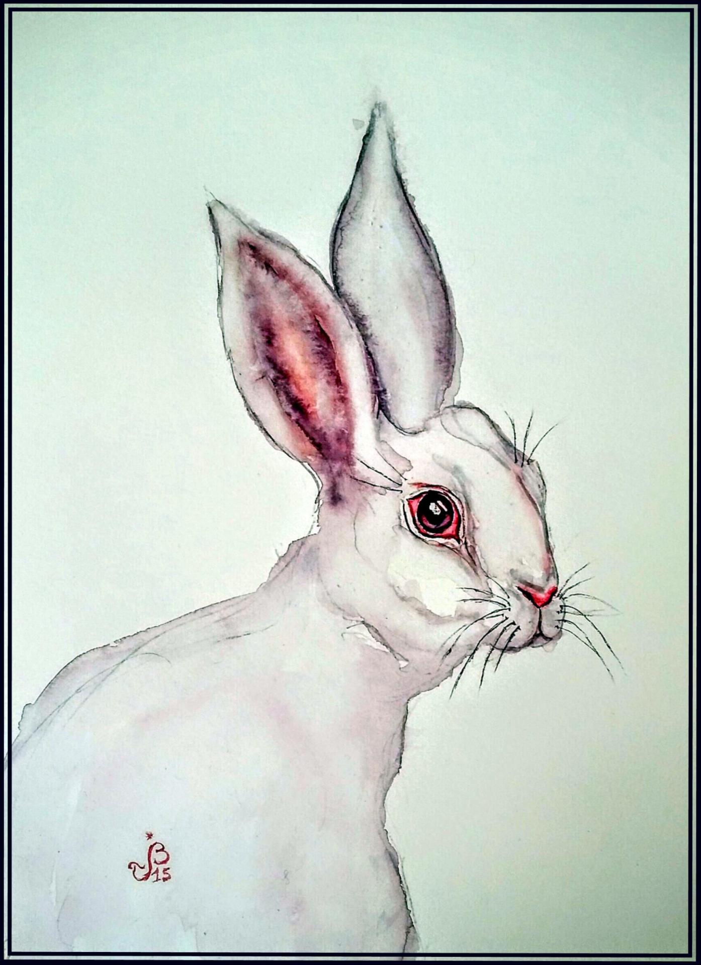 Lapin albinos