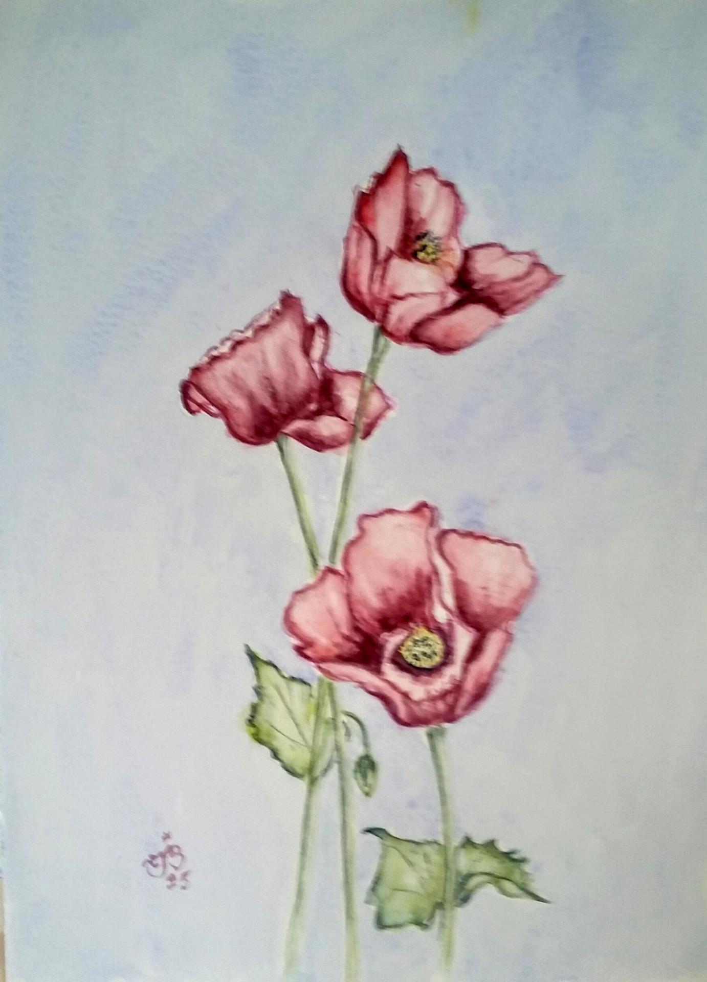 Pavots
