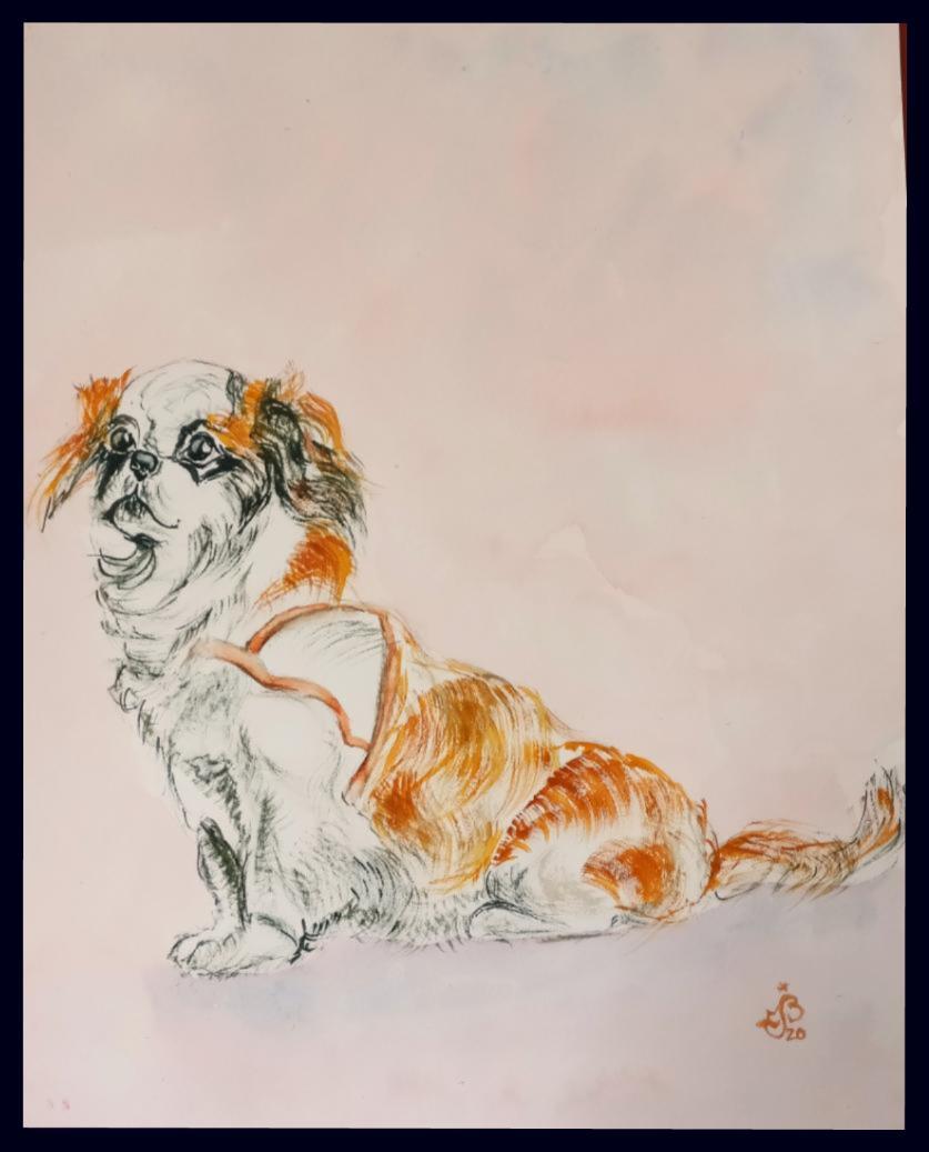 Pekinois 1
