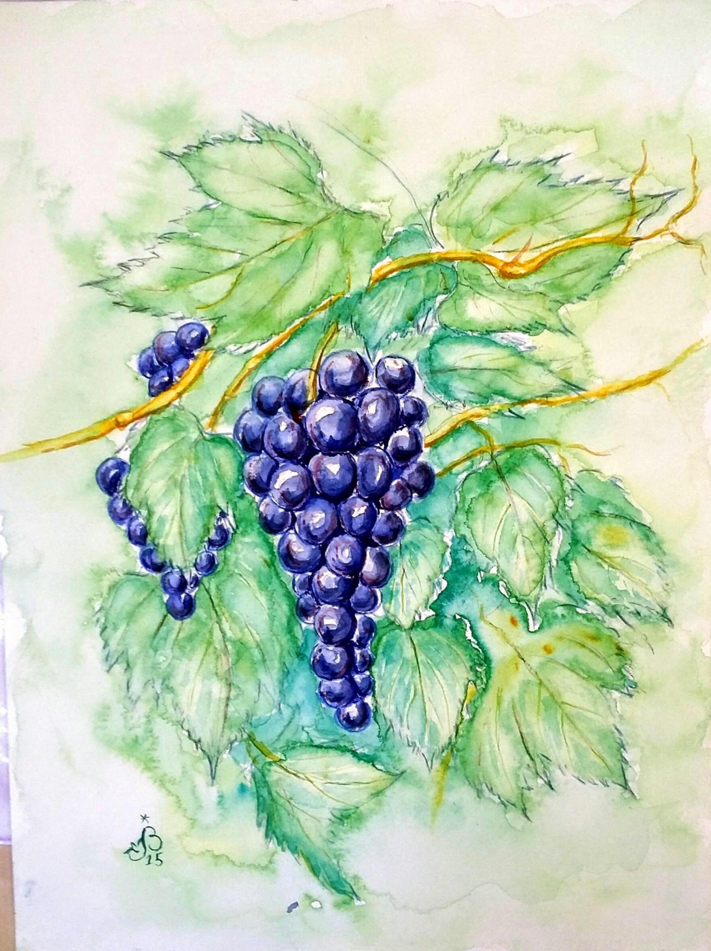Raisin grappe