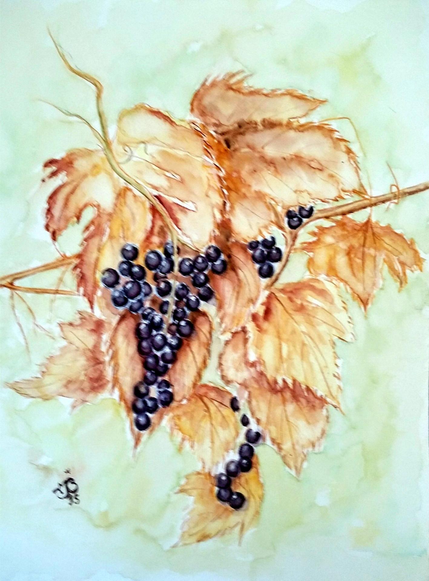 Raisin grappe
