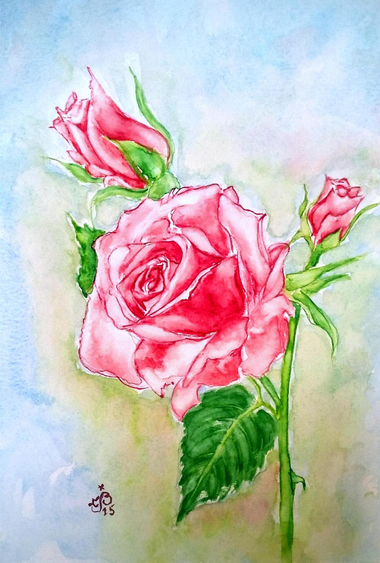 Rose