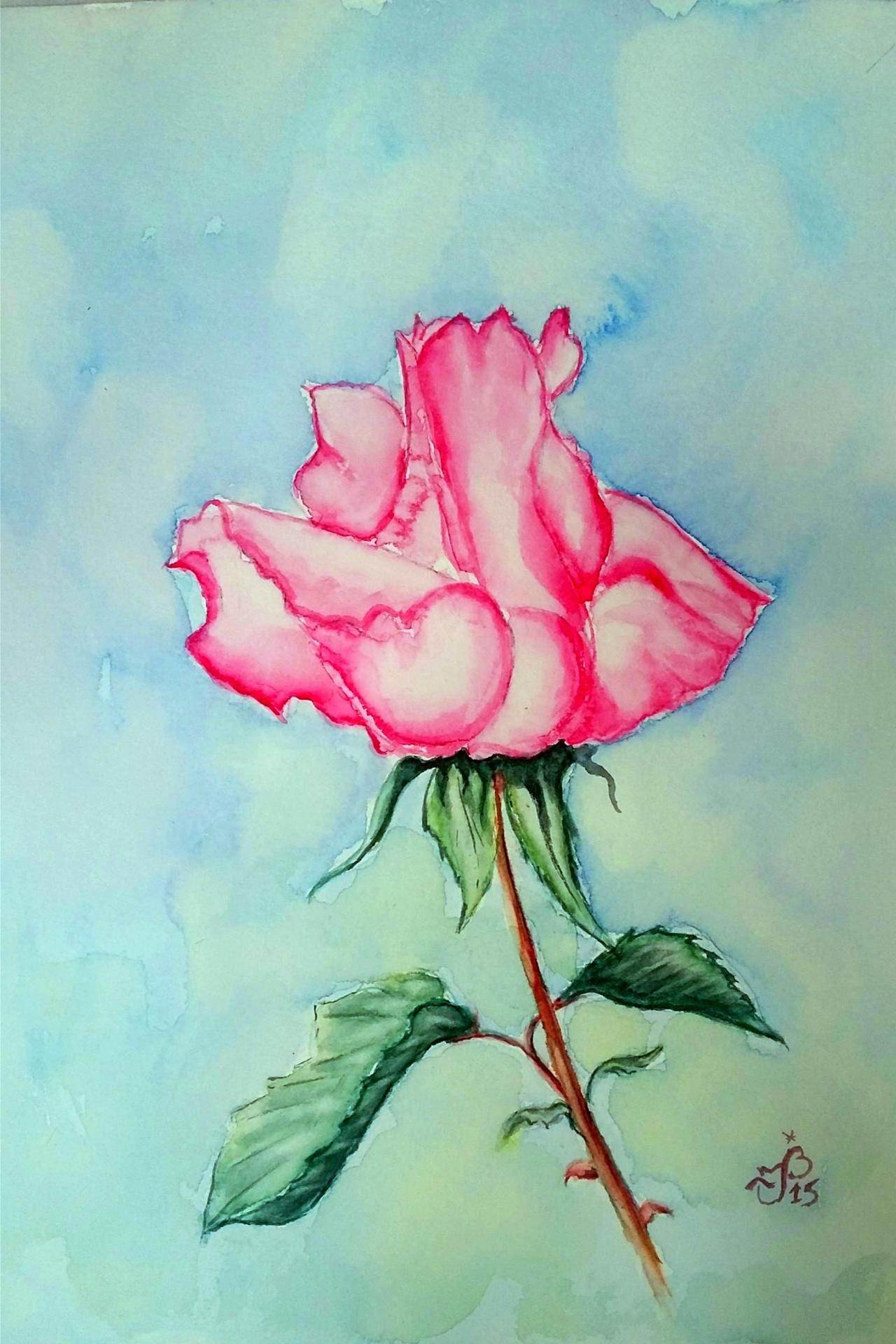 Rose rose