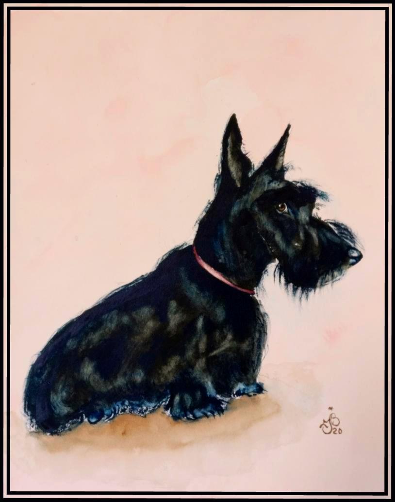 Scottisch terrier 1