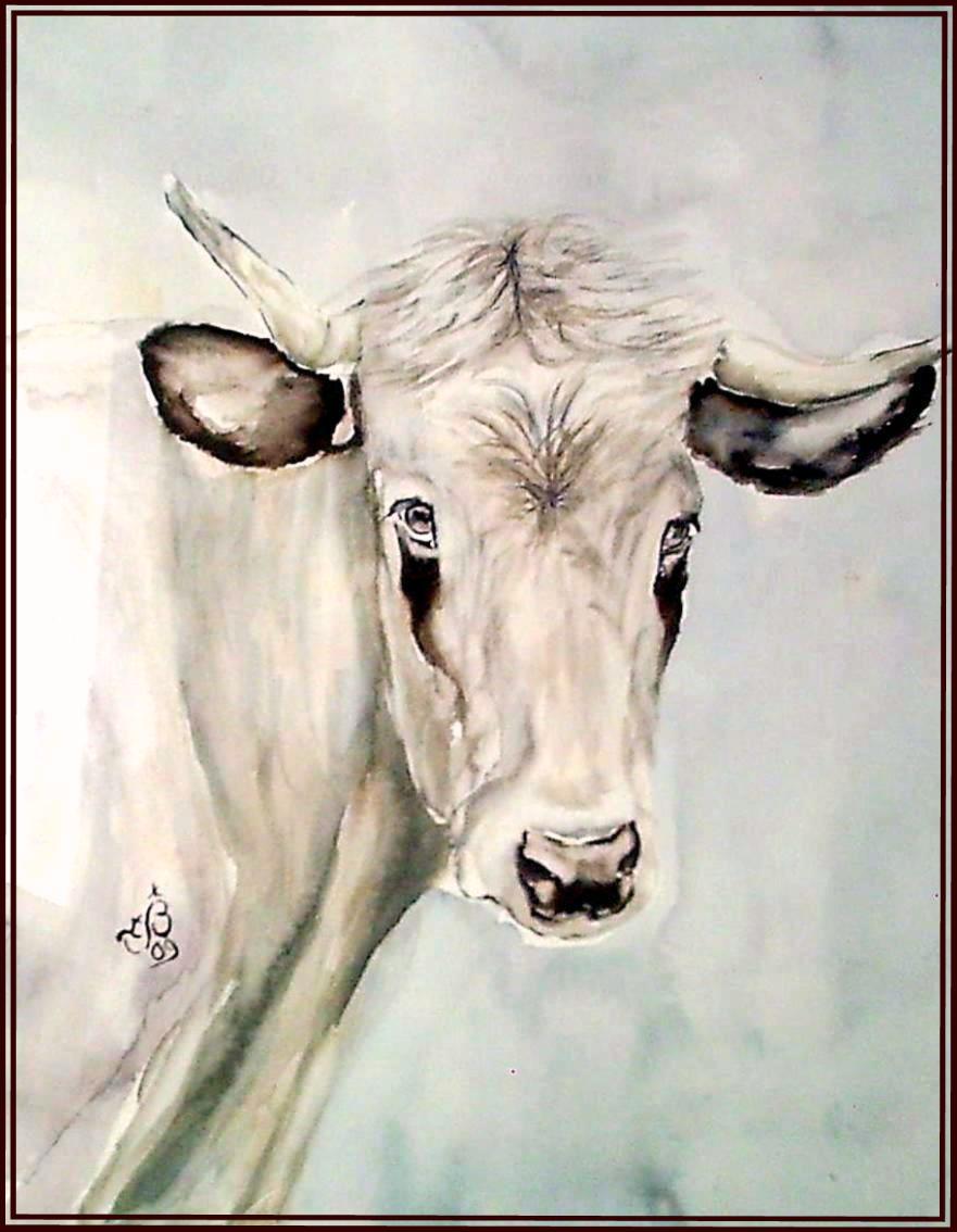 Vache pyrenées
